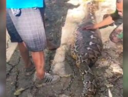 Lansia di Buton Tewas Dimangsa Ular Piton