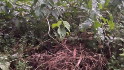 Misteri Penemuan Mayat Wanita Terborgol Terungkap, Diduga Dibunuh Mantan