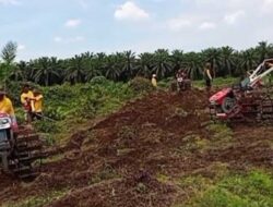 PTPN I Regional I Tindak Tegas Perusak Tanaman dan Perampas Lahan HGU