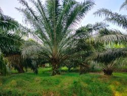 Kapolda Sumut “Ditantang” Periksa GM Rayon Selatan PTPN 4 Reg II Diduga Rugikan Negara