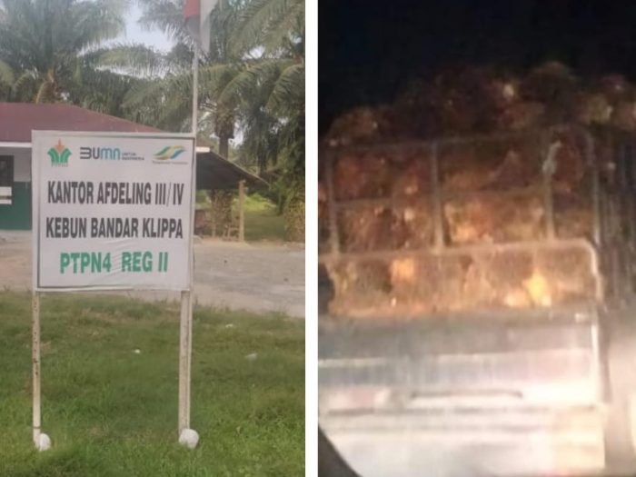 GM Rayon Selatan PTPN IV Reg II “Tutup Mata” Maraknya Pencurian TBS