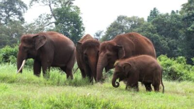 Kemenhut Perbaiki Konservasi Gajah di Aceh