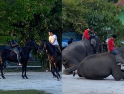 Kuda dan Gajah Meriahkan HUT RI ke-80 di Desa Kubang Jaya
