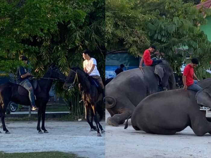 Kuda dan Gajah Meriahkan HUT RI ke-80 di Desa Kubang Jaya