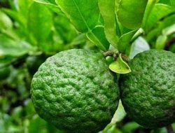 Manfaat Jeruk Purut untuk Pria, Termasuk Tingkatkan Stamina