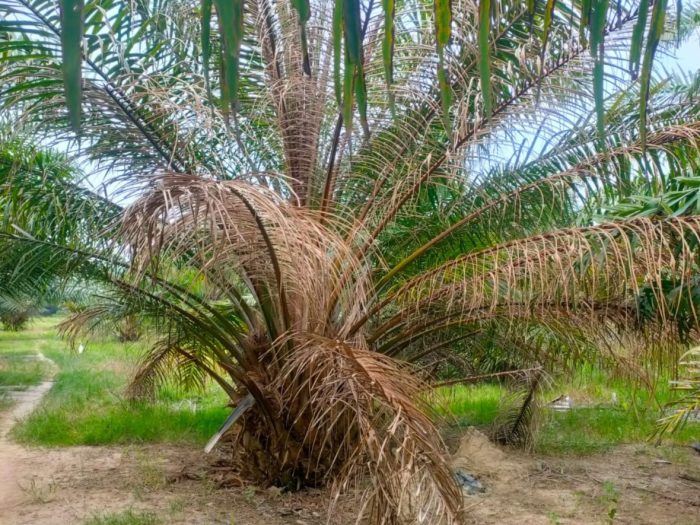 Miris, Ratusan Pohon Sawit PTPN IV Regional II Diduga Diracun Mafia Tanah