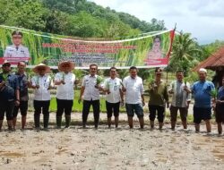 Walikota dan Wawako Padangsidimpuan Tanam Padi di Panyanggar