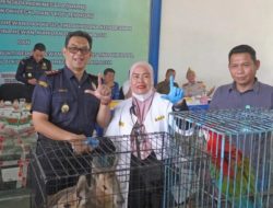 Bea Cukai Langsa Tunggu Laporan dari BKSDA Terkait Kematian Satwa