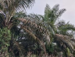 Diduga Diracun OTK, Kondisi Pohon Sawit PTPN IV Kebun Bah Jambi Memprihatinkan