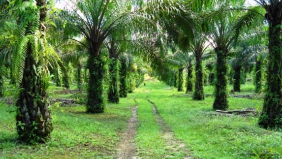 Petani Sawit di Nagan Raya Akan Kembangkan Perkebunan Secara Masif