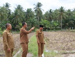 Wakil Walikota Tanjungbalai Tinjau Lahan Percontohan Padi Sawah