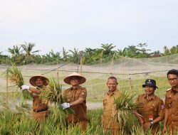 Walikota dan Wawako Tanjungbalai Panen Padi Sawah MT II