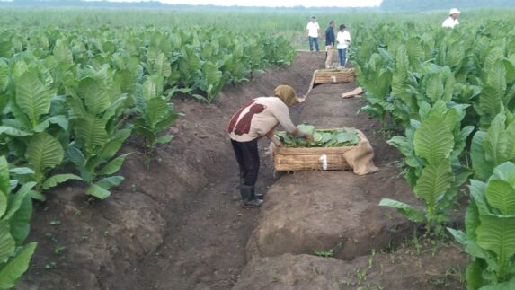 PTPN Cadangkan 500 Hektare Lahan Hidupkan Kejayaan Tembakau Deli