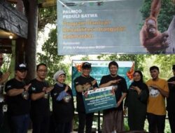 PTPN IV PalmCo Bersama BOSF Rehabilitasi Tiga Orangutan Kalimantan