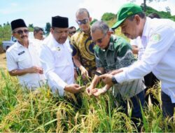 PTPN IV PalmCo Dorong Ketahanan Pangan Lewat Pola Tumpangsari Sawit-Padi