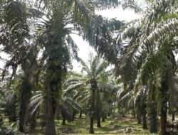 Satu Juta Hektare Lebih Lahan Sawit Sitaan Terancam Rusak, Kerugian Ratusan Triliun