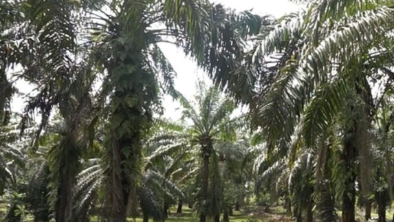 Satu Juta Hektare Lebih Lahan Sawit Sitaan Terancam Rusak, Kerugian Ratusan Triliun