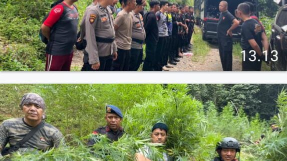 Brimob Polda Sumut Musnahkan 10 Hektar Ladang Ganja di Madina