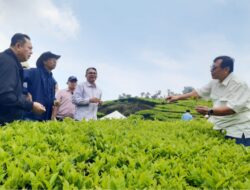 Dorong Peningkatan Produksi, PTPN I Replanting 14 Ribu Hektare di Jabar