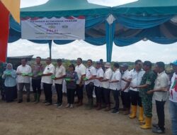 Dukung Ketapang, Ketua HKTI Simalungun Tanam Jagung di Gunung Bayu