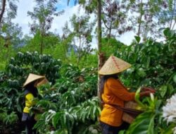 PTPN I Bangkitkan Kembali Kopi Arabika Jawa di Lereng Ijen