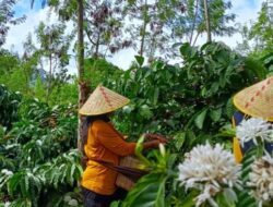PTPN I Regional 2 Jadikan Montoya Pusat Produksi Kopi Strategis Nasional