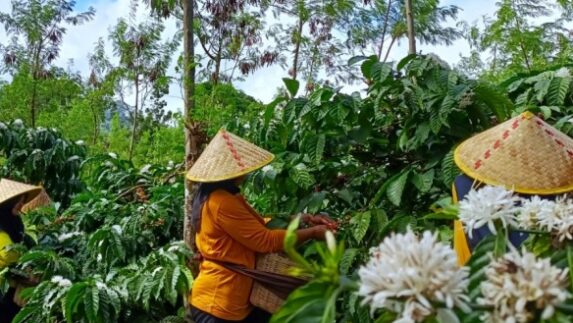 PTPN I Regional 2 Jadikan Montoya Pusat Produksi Kopi Strategis Nasional