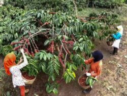 PTPN I Regional 2 Kembangkan 600 Ha Kebun Kopi di Kawasan Gunung Halu dan Rongga