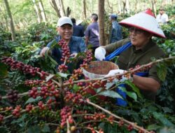 Perkuat Kebangkitan Kopi Ijen, PTPN IV PalmCo dan PTPN I Replanting 1300 Ha di Bondowoso