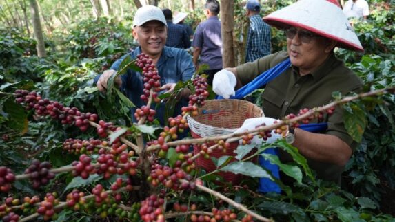 Perkuat Kebangkitan Kopi Ijen, PTPN IV PalmCo dan PTPN I Replanting 1300 Ha di Bondowoso