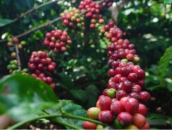 Perkuat Komoditas Kopi, PTPN I Konversi Dua Pabrik Teh