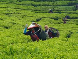 Perkuat Komoditas Strategis, PTPN I Regional 2 Replanting 14 Ribu Hektare