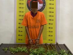 Petani di Tapsel Olah Ladang Ganja di Kebun Sawit, Polisi Sita 29 Batang