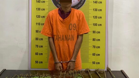 Petani di Tapsel Olah Ladang Ganja di Kebun Sawit, Polisi Sita 29 Batang