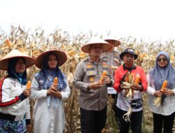 Polres Pelabuhan Belawan Laksanakan Panen Raya Jagung