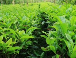 APH Tutup Mata “Kebocoran” Penjualan Teh PTPN Miliaran Rupiah