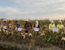 Dukung Ketahanan Pangan di Tanjungbalai, Wakil Walikota Panen Jagung Bersama Forkopimda