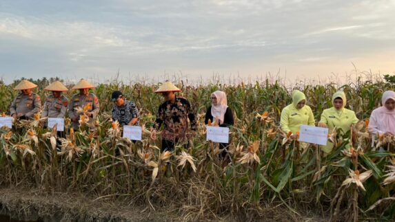 Dukung Ketahanan Pangan di Tanjungbalai, Wakil Walikota Panen Jagung Bersama Forkopimda