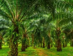 Sekitar 1 Juta Hektar Hutan di Kalteng “Disulap” Jadi Kebun Sawit Hingga Tambang