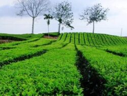 Usut Penjualan Teh PTPN