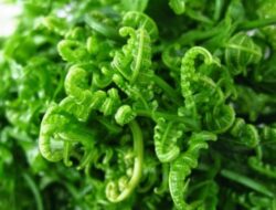 Ketahui Efek Samping Makan Sayur Pakis yang Harus Diwaspadai