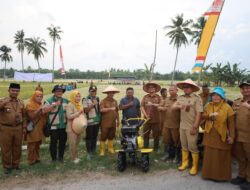 Wakil Walikota Tanjungbalai Pimpin Panen Perdana Padi Sawah