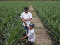 Holding Perkebunan Nusantara Melalui PTPN IV PalmCo Salurkan 6 Juta Bibit Unggul