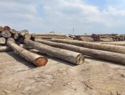 Temuan Kayu Gelondongan di Gudang PT TTI Masih Menuai Tanda Tanya