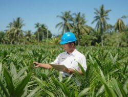 Akselerasi PSR, PTPN IV PalmCo Salurkan 6 Juta Bibit Unggul