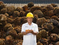 CPO PTPN IV PalmCo Tetap Sasar 100 Persen RSPO dan ISPO