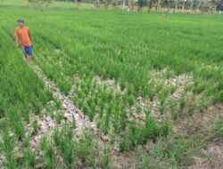 Desa Paluh Manan Dilanda Kekeringan, 1000 Ha Sawah Terancam Gagal Panen
