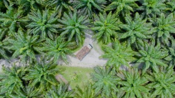 PalmCo Perluas Praktik Perkebunan Berkelanjutan di Riau