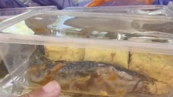 BGN Buka Suara Soal Menu MBG Lele Bau Amis yang Ditolak Sekolah