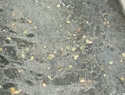 Pemilik Usaha Ayam Potong di Jalan Platina IV Medan Buang Limbah Sembarangan, Warga Ancam Ambil Tindakan